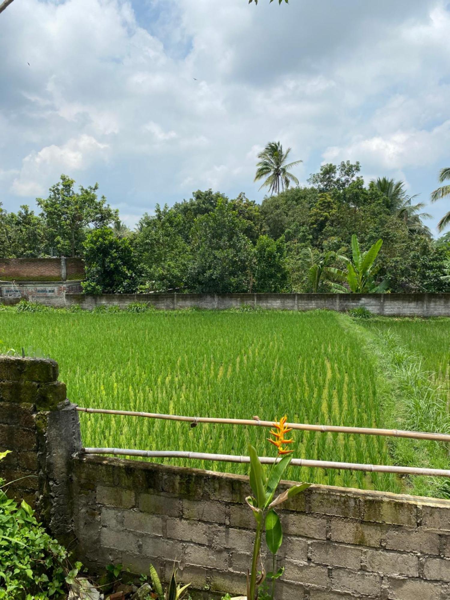 Kembang Kuning Cottages Tetebatu Buitenkant foto